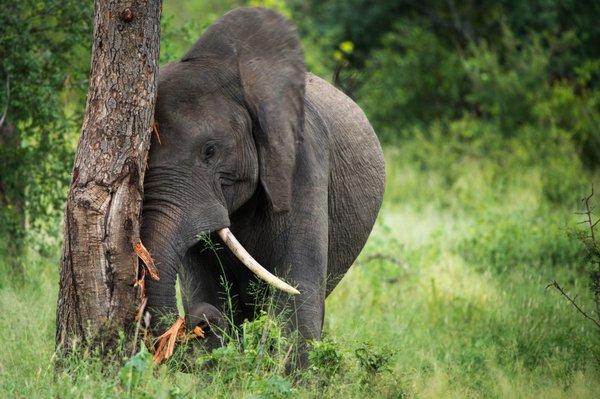 Elephant scratching post