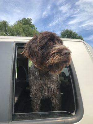 Jack, our Wirehaired Pointing Griffon..