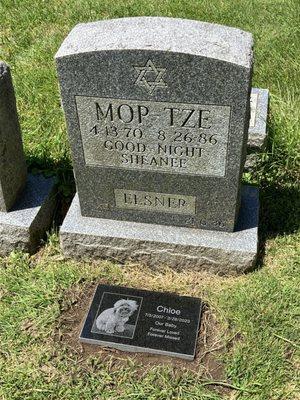 Our baby Chloe buried with my childhood dog Moptze