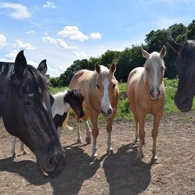 Our horse herd: Chalkboard, Cupcake, KTM, Glamour with the Hammer, and Obsidian.