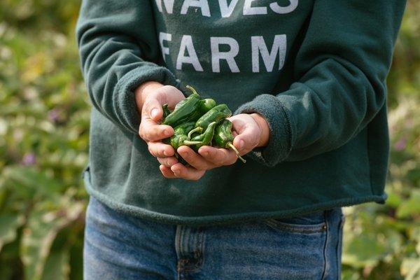 Fresh Shishito peppers