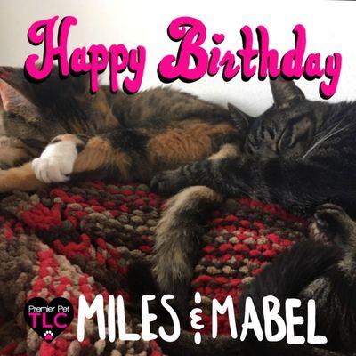 These two cute felines are celebrating their 5th birthday today. Happy birthday Miles and Mabel!  #onlythebestforyourpet #premierpettlc