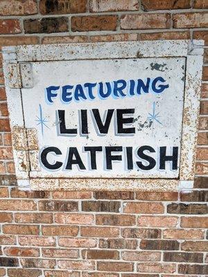 Live Catfish