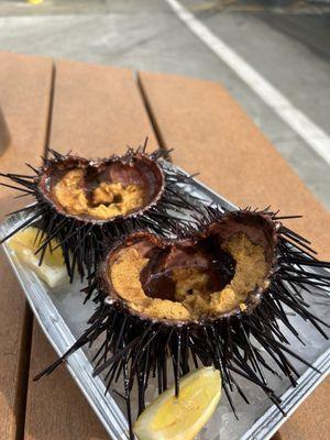 Live sea urchin