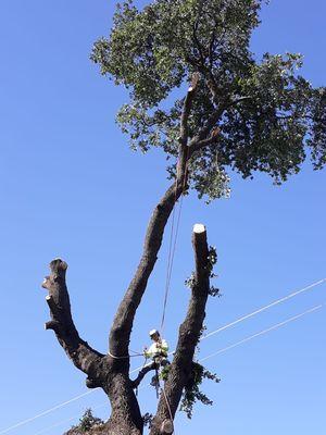 Oak tree removal next to power lines Gridley ca