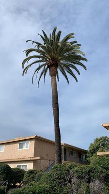 West Valley Tree Service