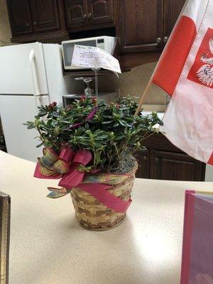 The plant that was delivered.