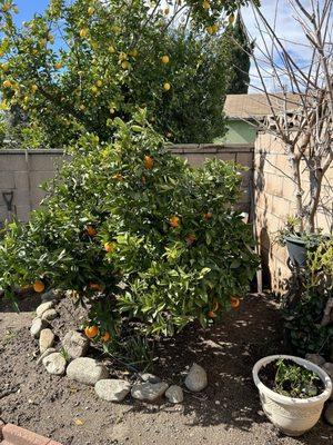 After the Orange Bush was trimmed.