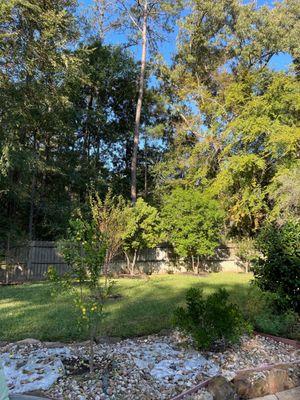 Key lime, Texas mountain laurels, camphor, plum, & Chinese fringe trees all installed to create a magical backyard.