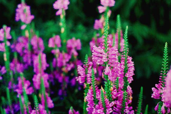 Flowers in September