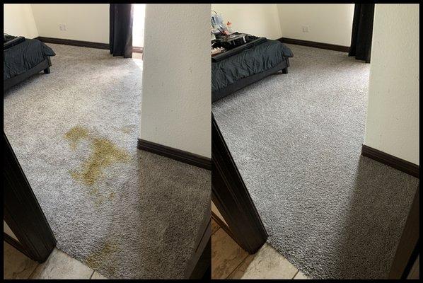 Pet Stain Removal