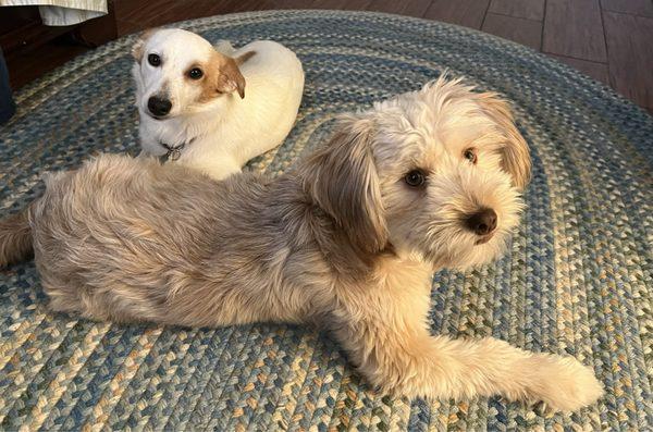 Barney in front, Nico in the back.