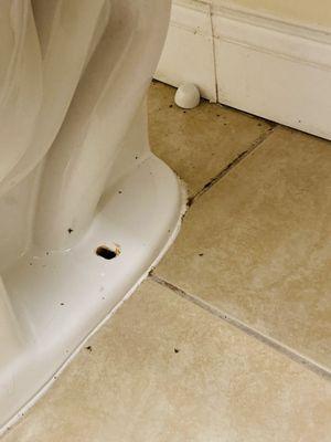 More dead and live sewer flies with spiders all around toilet and under the sink.