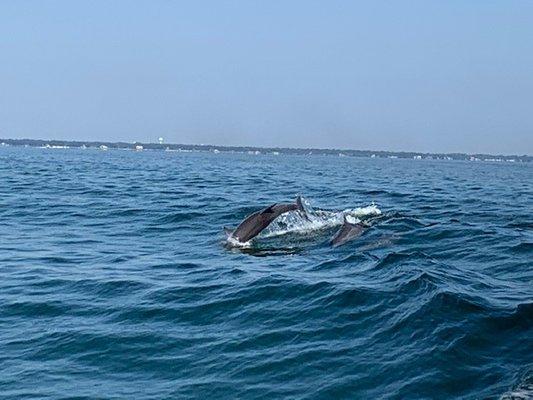 Dolphins playing in the Miss Teak wake