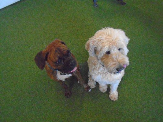 Trooper with a buddy at doggie daycare