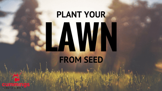 Lawn Construction Scottsdale