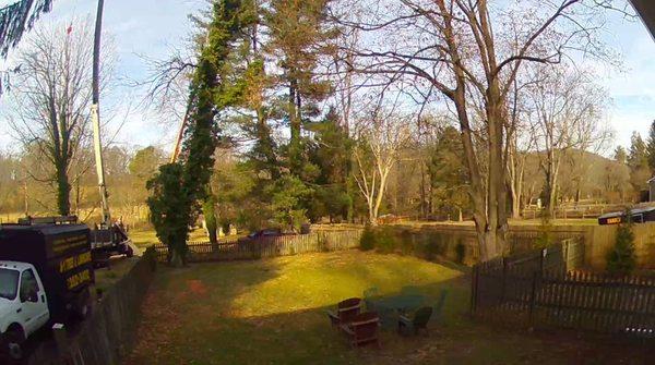 Removing ash tree