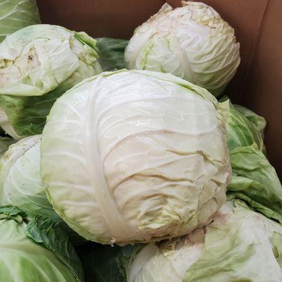 Biggest cabbage I've ever seen! Was .69 a pound cost $9