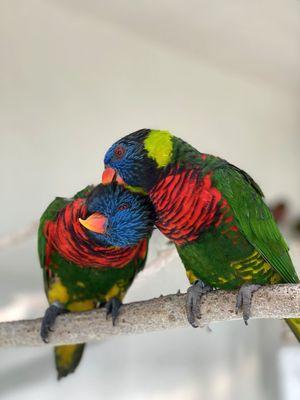 Playful Lorikeets from Australia are sure to entertain.