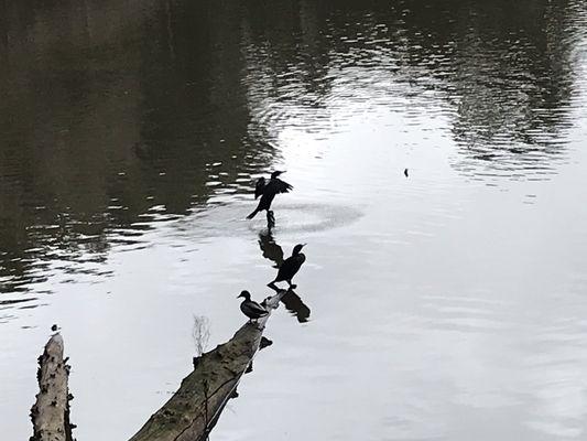 The birds in the reservoir