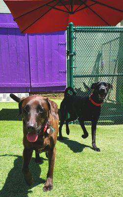 Penny playing with her friend Coconut