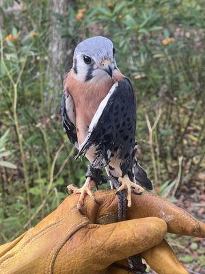 Make kestrel, injured and in captivity