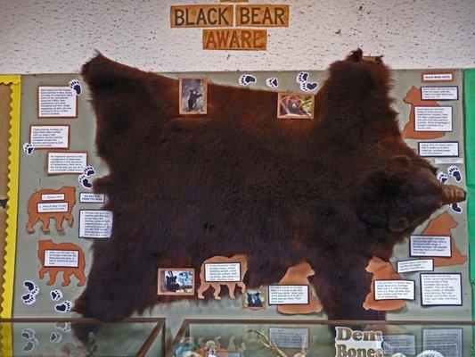 Black Bear