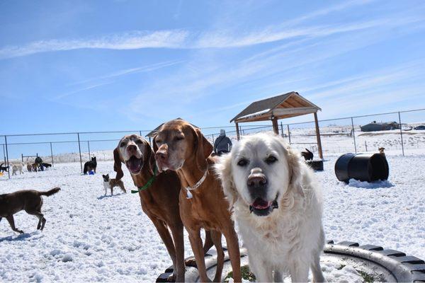 Doggie Dude Ranch And The O'Cat Corral