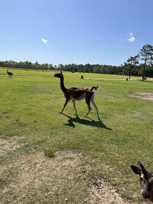 Alpaca