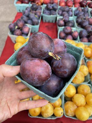 Italian prune plums at their Troy Waterfront Farmers Market tent