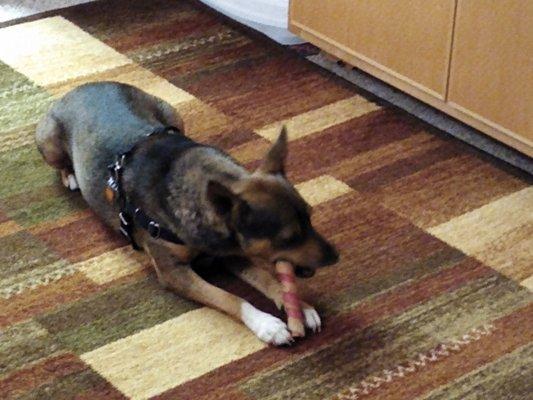 Newly adopted Randy (formerly known as "Odie" chewing on a cowhide...