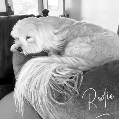 Rodie