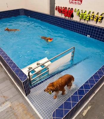 The Hydrotherapy/Recreational swimming pool.