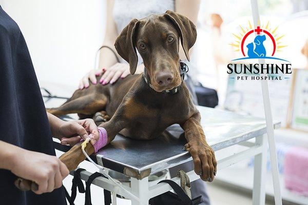 Visit Sunshine Pet Hospital in Aurora IL