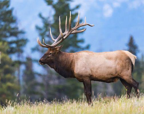 Backcountry Safaris offers scenic wildlife tours of Yellowstone and Grand Teton National Parks from Jackson Hole, Wyoming...