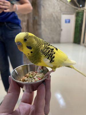 Feeding the parakeets