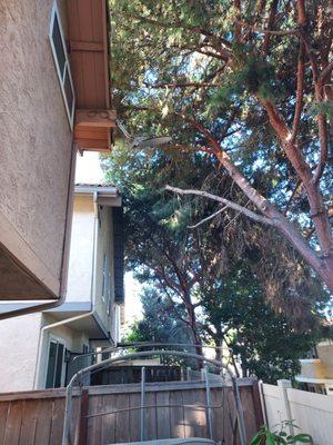 Common area trees are sitting on top of homes. Premier community services and hoa board have refused to trim them for years.