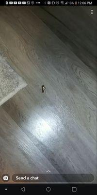 Roaches walking around the apartments