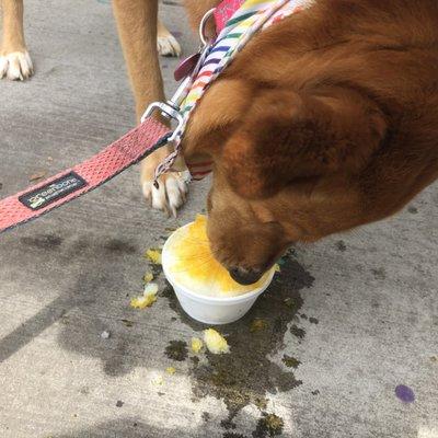 $1 pup cups come with two bones!