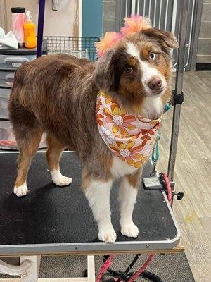 A full service groom with bows and a bandanna for that added touch!