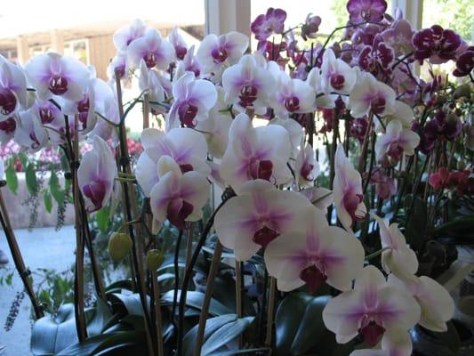 Orchids galore!