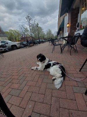 Dogs can hang outside for patio seating!!