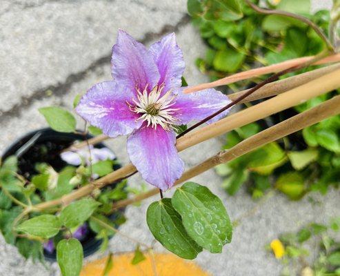 Clematis  June 2023