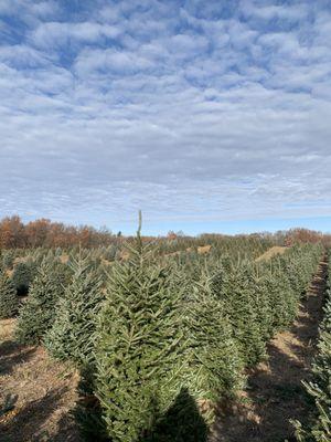 Hart Christmas Farm