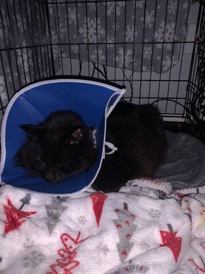 My cat post surgery