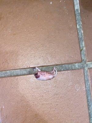 Dead mice no head