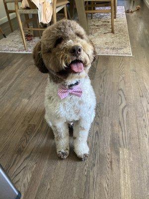 Bow tie on and bathed