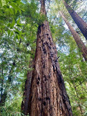 The Redwood Trail