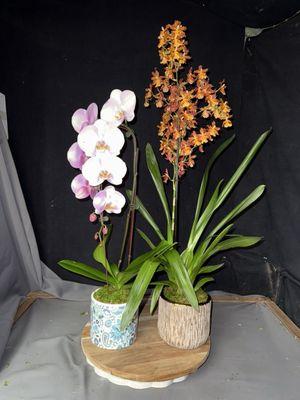 Oncidium Flowers & Phalaennopis Flowers