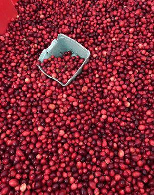 11.3.24  Last market  Cranberries $5/lb.